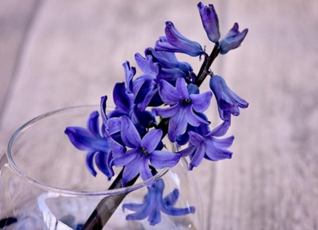 藍色風信子寓意 藍色風信子寓意