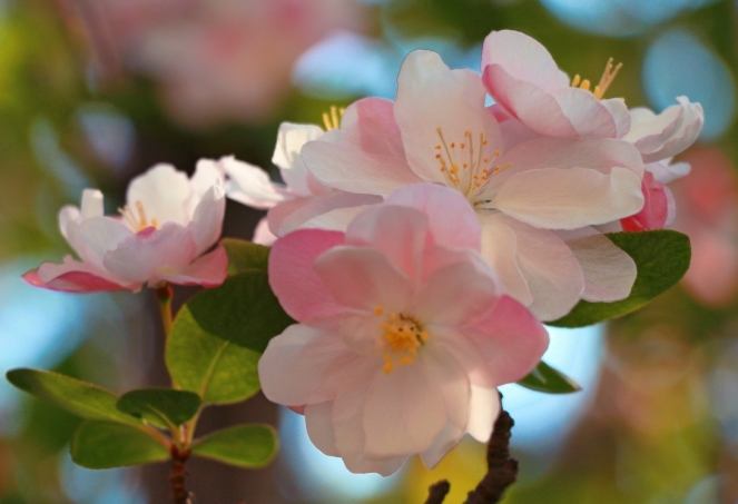 木瓜海棠 病蟲害