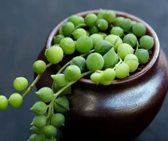 吊蘭種子發芽技巧