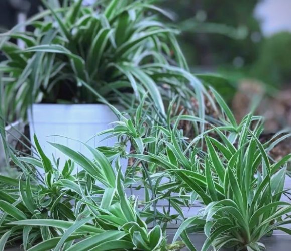 吊蘭施肥方法 吊蘭施肥方法