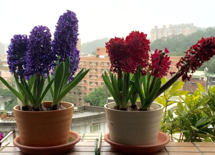 風信子花語意思 風信子花語意思