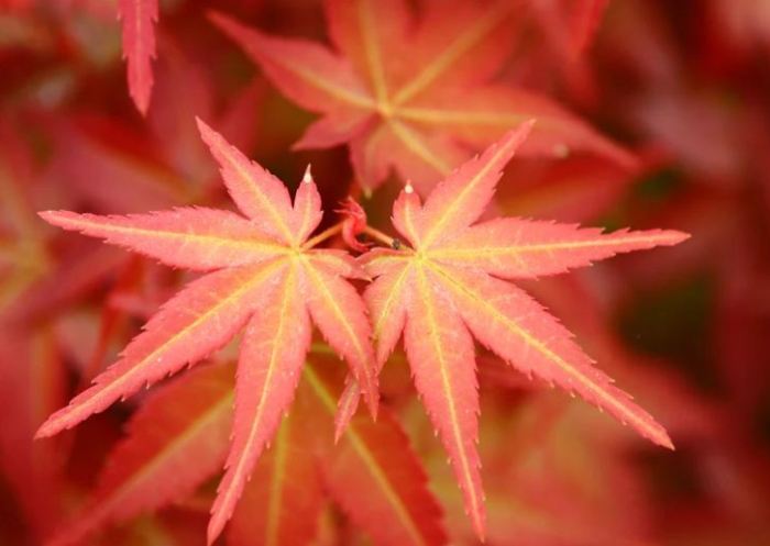 雞爪槭種植 雞爪槭種植