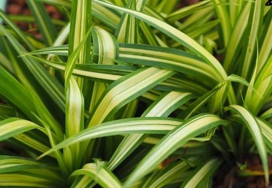 吊蘭肥料推薦 吊蘭肥料推薦