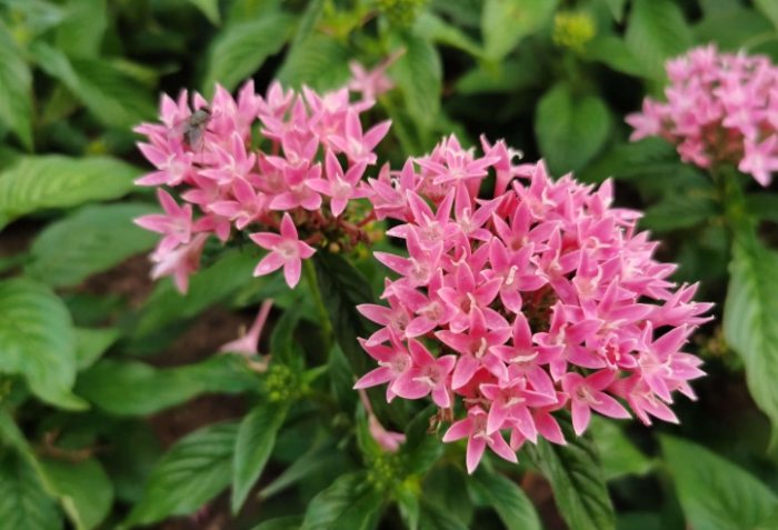 繁星花浇水方法