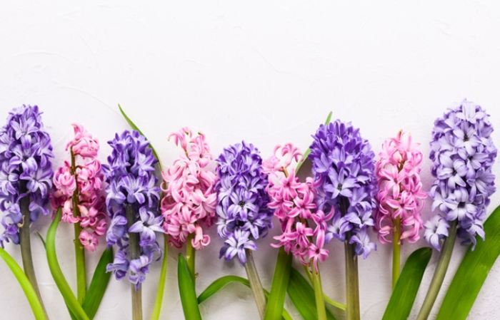 藍色風信子寓意 藍色風信子寓意