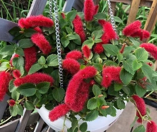 吊蘭種子種植方法