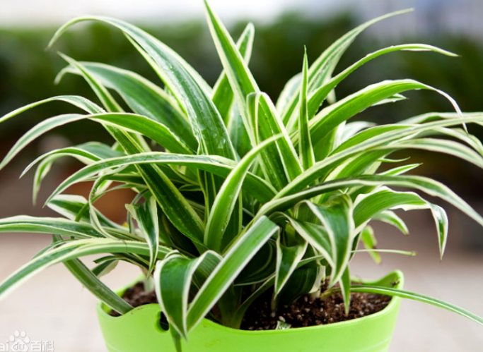 斑葉吊蘭 病蟲害