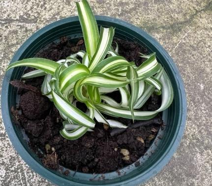 斑葉吊蘭 病蟲害