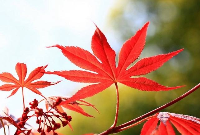 雞爪槭養護 雞爪槭養護