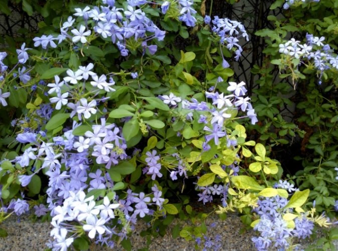 藍雪花養護技巧