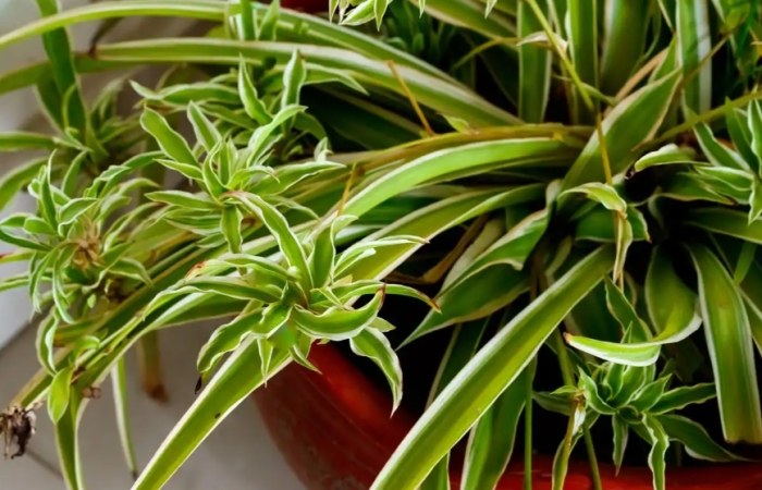 吊蘭肥料推薦 吊蘭肥料推薦