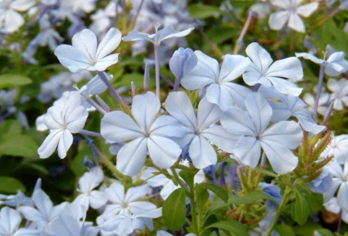 藍雪花枯萎治療