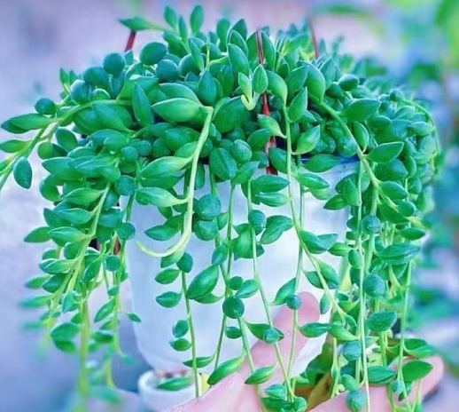 吊蘭種子購買