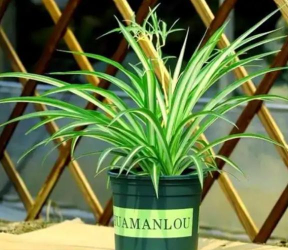 吊蘭肥料推薦 吊蘭肥料推薦