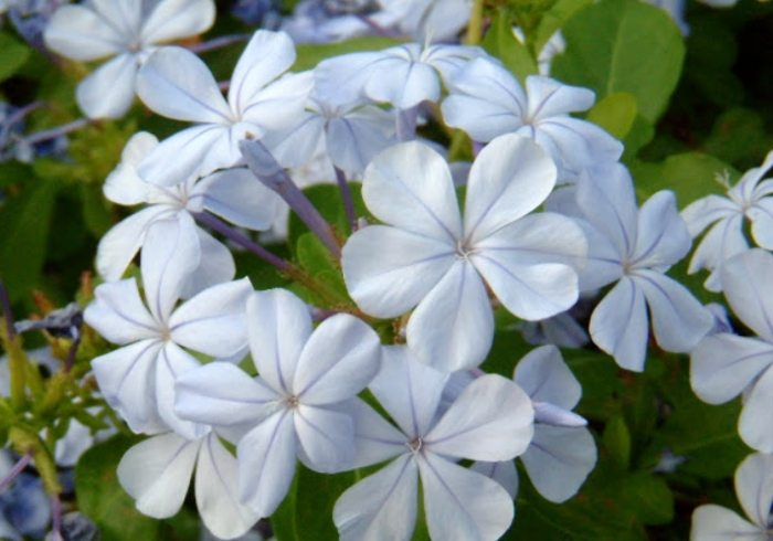 藍雪花枯萎原因