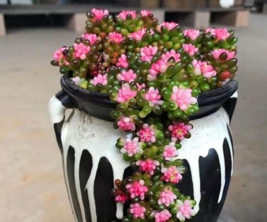 吊蘭種子發芽技巧