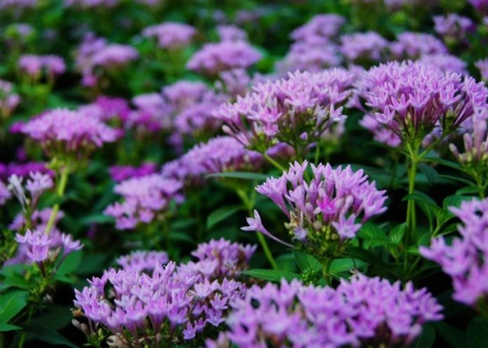 繁星花浇水方法