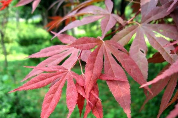 雞爪槭品種 雞爪槭品種