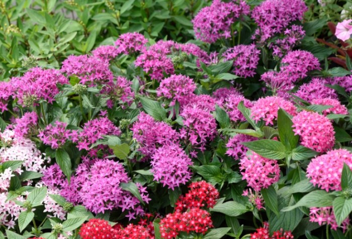 繁星花浇水方法