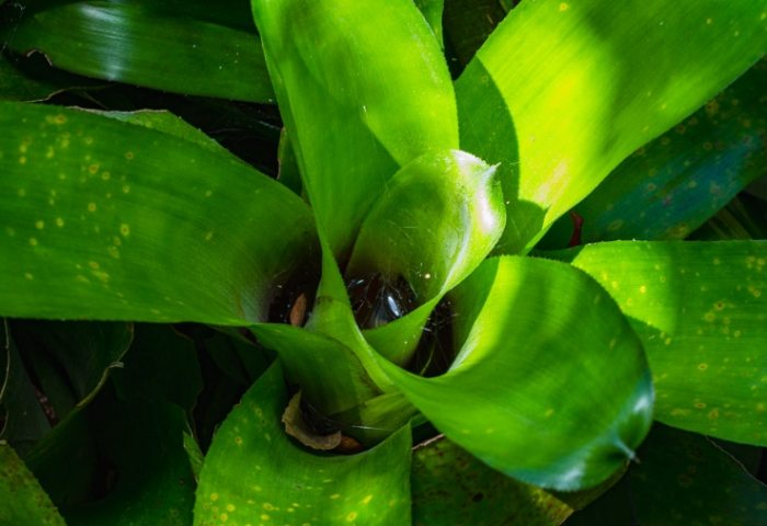 鳳梨葉片變紅原因