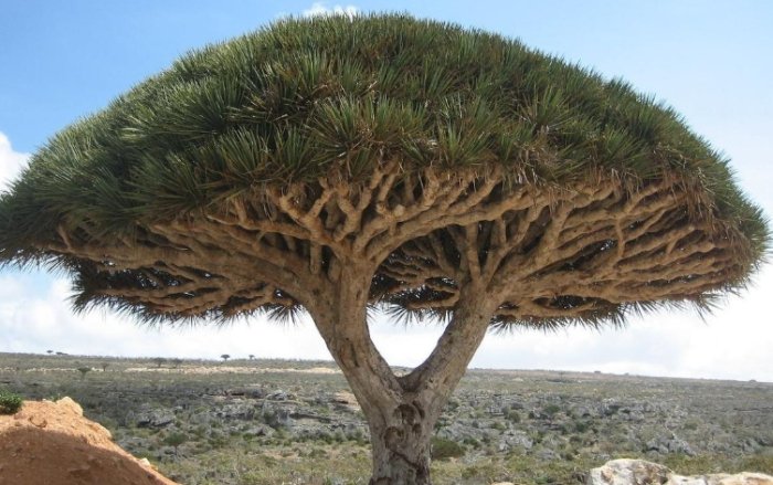 紅邊龍血樹養護