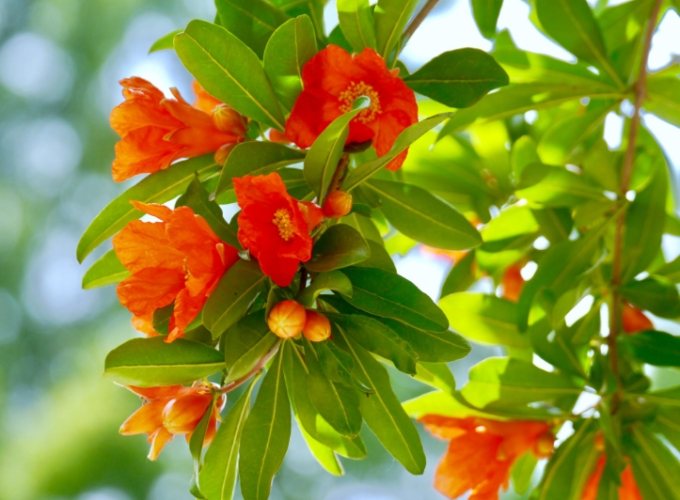 石榴樹苗種植技巧