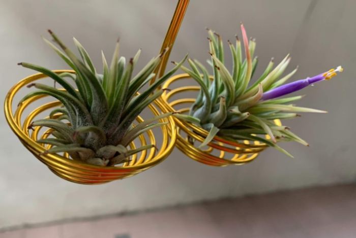 菠蘿種植水分管理