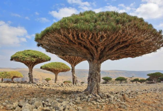 紅邊龍血樹病害