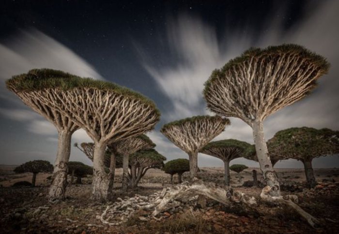 紅邊龍血樹養護