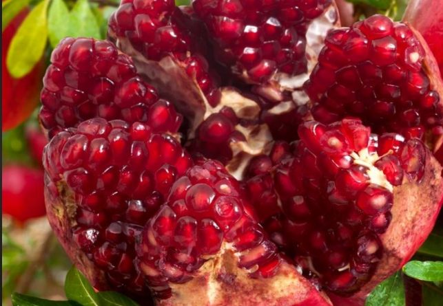 石榴樹苗種植技巧