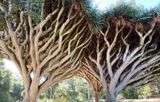 紅邊龍血樹繁殖