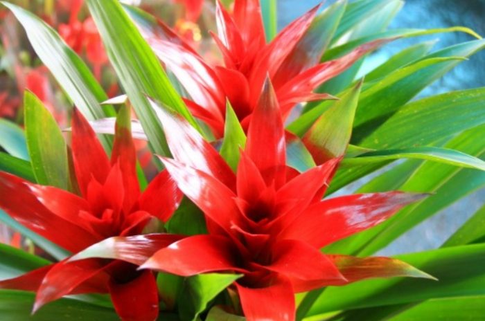 鳳梨葉片變紅原因