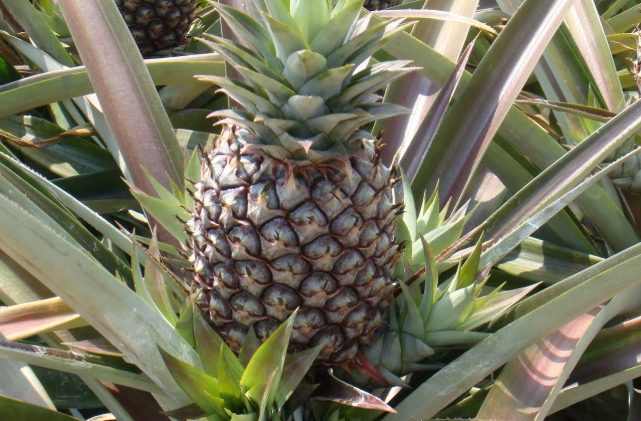 鳳梨葉片變紅原因