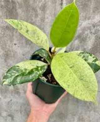 斑葉橡膠樹常見問題