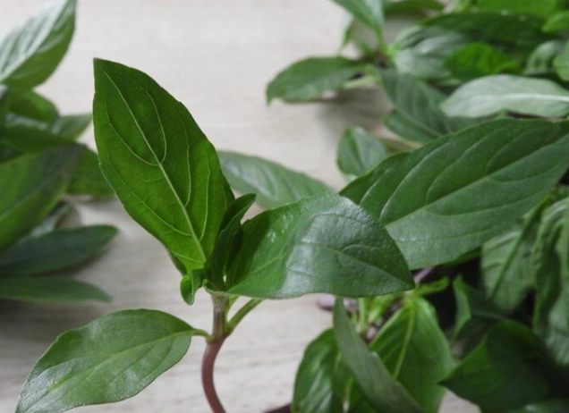 九層塔移栽方法 九層塔移栽方法