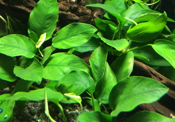 水草維護 水草維護