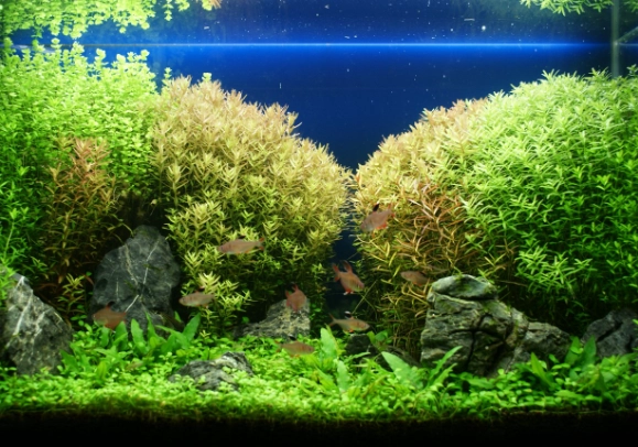 水草修剪方法 水草修剪方法