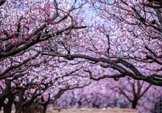 杏花樹種植 杏花樹種植