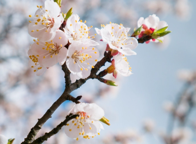 杏花樹照顧 杏花樹照顧