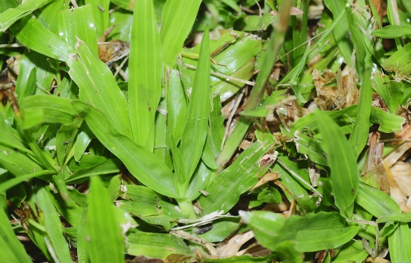 香港竹節草種植