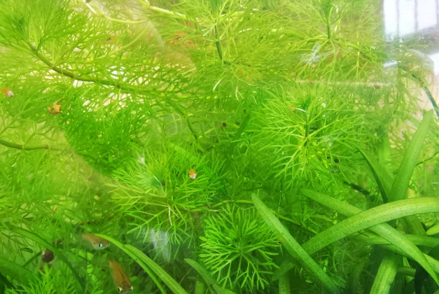 水草修剪方法 水草修剪方法