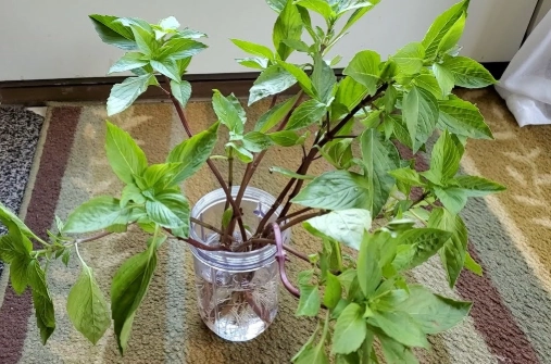 九層塔移栽方法 九層塔移栽方法