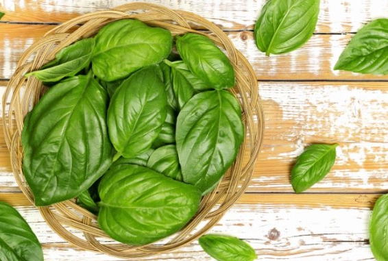 九層塔種植技巧 九層塔種植技巧