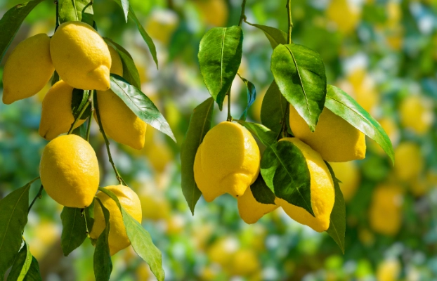 檸檬生長階段