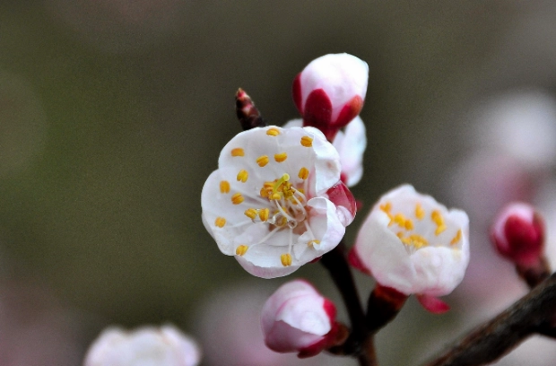 杏花樹開花 杏花樹開花