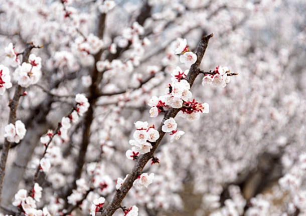 杏花樹照顧 杏花樹照顧