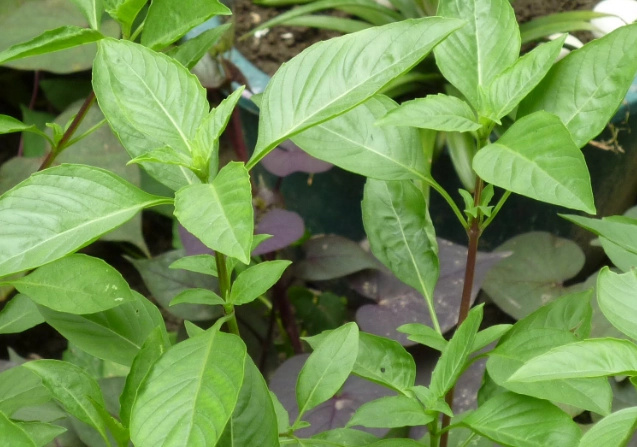 九層塔移栽方法 九層塔移栽方法