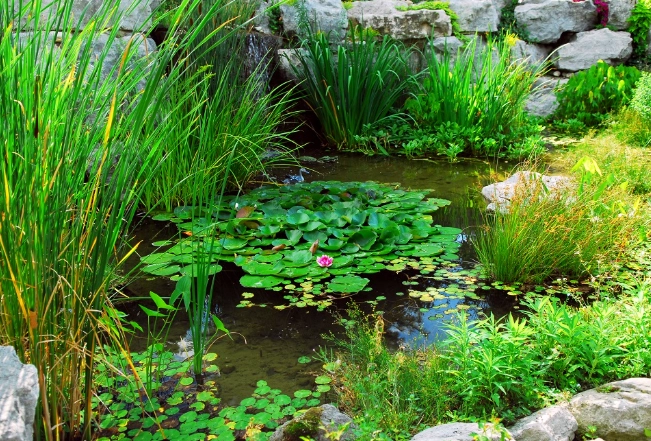 水草修剪方法 水草修剪方法