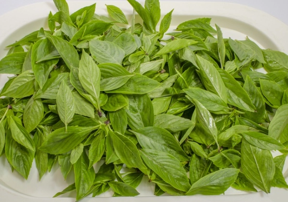 九層塔種植技巧 九層塔種植技巧