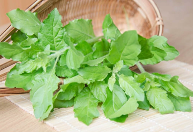 九層塔移栽步驟 九層塔移栽步驟